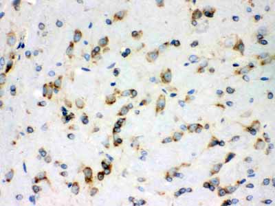 2 - Anti-Peroxiredoxin 4 Picoband Antibody ABO12074