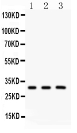 1 - Anti-Peroxiredoxin 4 Picoband Antibody ABO12074