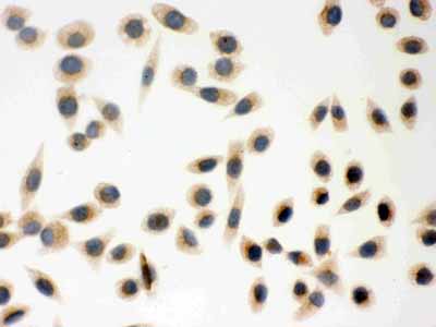 8 - Anti-Peroxiredoxin 5 Picoband Antibody ABO12075