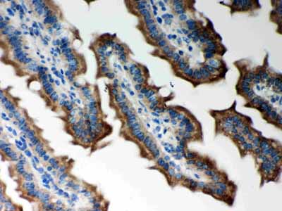 2 - Anti-Peroxiredoxin 5 Picoband Antibody ABO12075