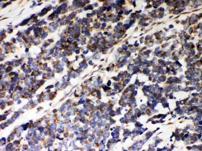 2 - Anti-Peroxiredoxin 5 Picoband Antibody ABO12075