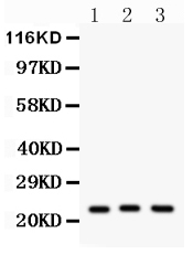 1 - Anti-Peroxiredoxin 5 Picoband Antibody ABO12075