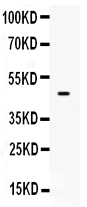 1 - Anti-PTEN Picoband Antibody ABO12076