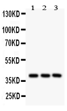 1 - Anti-PTGER2 Picoband Antibody ABO12077