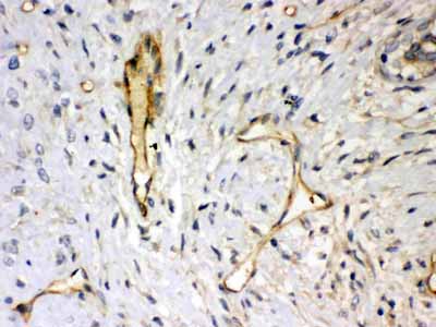 2 - Anti-Syndecan-4/SDC4 Antibody ABO12079