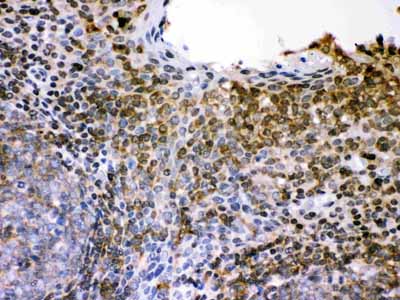 2 - Anti-L-Selectin Antibody ABO12080