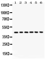 1 - Anti-L-Selectin Antibody ABO12080