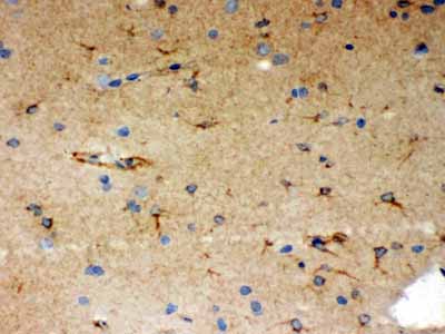 2 - Anti-SHC Picoband Antibody ABO12082