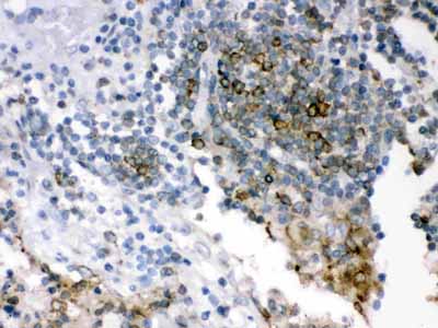 2 - Anti-SHC Picoband Antibody ABO12082