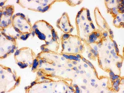 2 - Anti-SHC Picoband Antibody ABO12082
