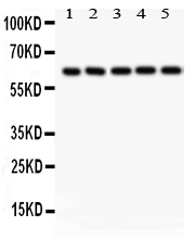 1 - Anti-SHC Picoband Antibody ABO12082