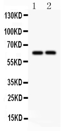 1 - Anti-SLC22A2 Picoband Antibody ABO12085