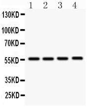 1 - Anti-Smad3 Picoband Antibody ABO12087
