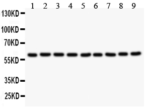 1 - Anti-Smad4 Picoband Antibody ABO12088