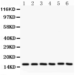 1 - Anti-SOD1 Picoband Antibody ABO12093