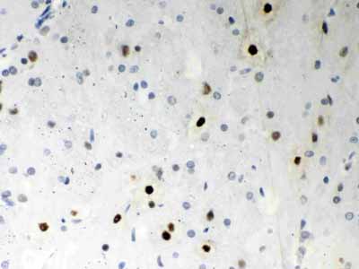 2 - Anti-SF2 Picoband Antibody ABO12095