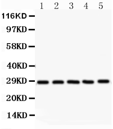 1 - Anti-SF2 Picoband Antibody ABO12095