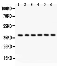 1 - Anti-Unrip Picoband Antibody ABO12098