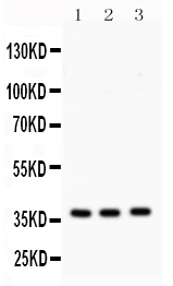 1 - Anti-Syntaxin 1A Picoband Antibody ABO12099