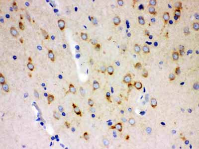 2 - Anti-ABI1 Picoband Antibody ABO12106