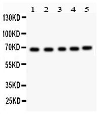 1 - Anti-ACHE Picoband Antibody ABO12107