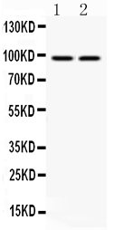 1 - Anti-AHR Picoband Antibody ABO12109