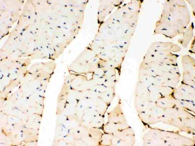 2 - Anti-Annexin A3 Picoband Antibody ABO12110