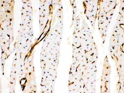 2 - Anti-Annexin A3 Picoband Antibody ABO12110