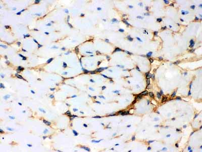 2 - Anti-Annexin A3 Picoband Antibody ABO12110