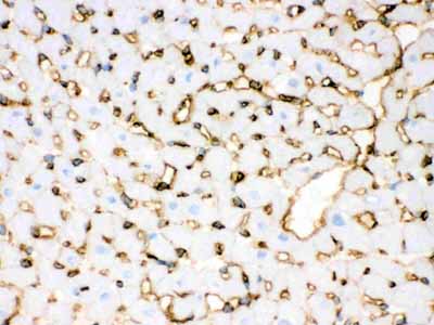 2 - Anti-Annexin A3 Picoband Antibody ABO12110