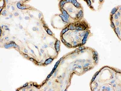 2 - Anti-Annexin A3 Picoband Antibody ABO12110