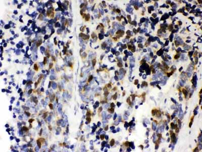 2 - Anti-Cyclin A2 Picoband Antibody ABO12114
