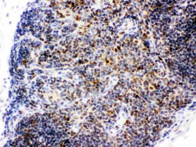 2 - Anti-CtBP1 Picoband Antibody ABO12115