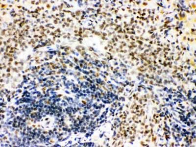 2 - Anti-CtBP1 Picoband Antibody ABO12115