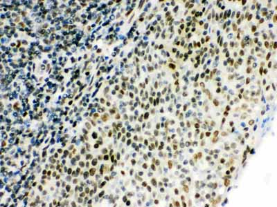 2 - Anti-CtBP1 Picoband Antibody ABO12115