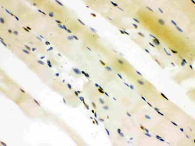 2 - Anti-CTBP2 Picoband Antibody ABO12116
