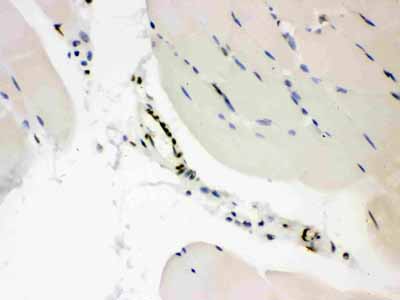 2 - Anti-CTBP2 Picoband Antibody ABO12116
