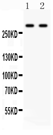1 - Anti-ITPR3 Picoband Antibody ABO12118