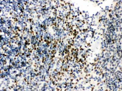 2 - Anti-RUNX3 Picoband Antibody ABO12122