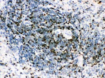2 - Anti-RUNX3 Picoband Antibody ABO12122