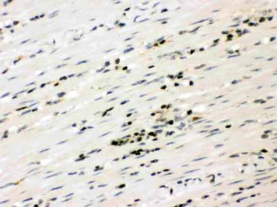2 - Anti-RUNX3 Picoband Antibody ABO12122