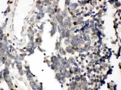 2 - Anti-RUNX3 Picoband Antibody ABO12122
