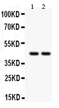 1 - Anti-RUNX3 Picoband Antibody ABO12122
