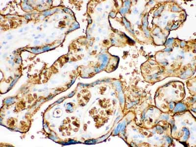 2 - Anti-SLC2A1 Picoband Antibody ABO12125