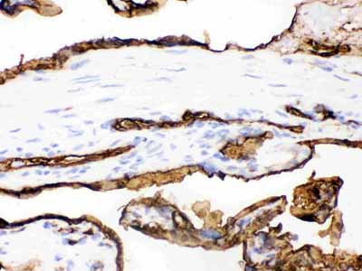 2 - Anti-SLC2A1 Picoband Antibody ABO12125
