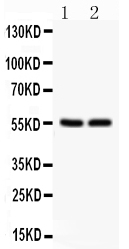 1 - Anti-SLC2A1 Picoband Antibody ABO12125