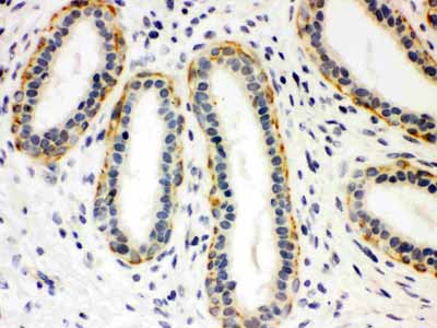 2 - Anti-SLC6A4 Picoband Antibody ABO12128