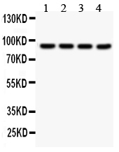1 - Anti-SLC6A4 Picoband Antibody ABO12128