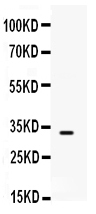 1 - Anti-SNAI3 Picoband Antibody ABO12130