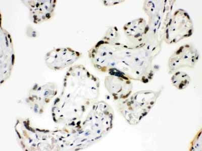2 - Anti-Sp5 Picoband Antibody ABO12133